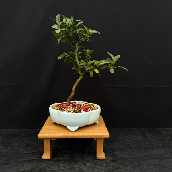 Mature Fruiting Kinzu ‘Fortunella hindsii’ – Miniature Kumquat Bonsai in a Yixing Ceramic Pot No. 14314