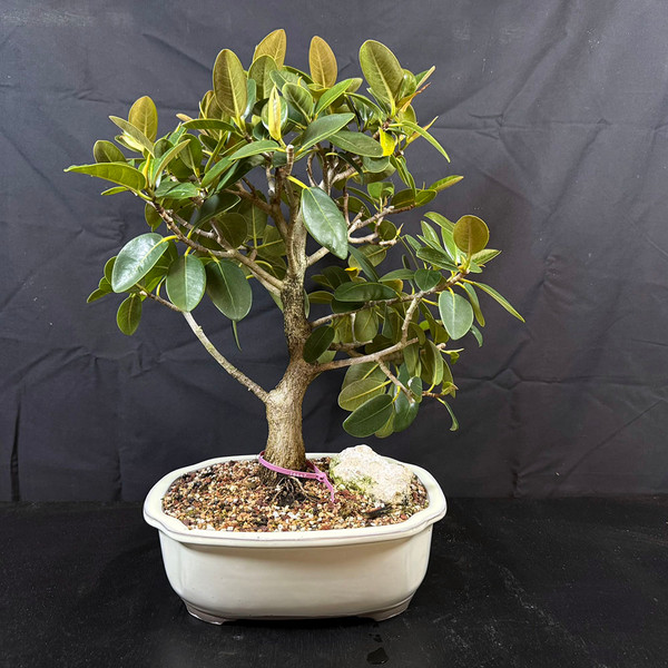 Mature Green Island Ficus Bonsai in a Glazed Japanese Ceramic Pot No. 16647