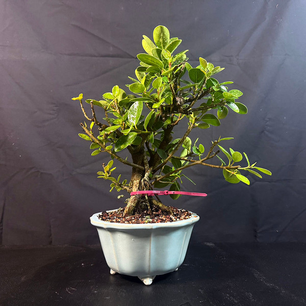 Window Sill Green Island Ficus Bonsai – Great Trunk, Bold Roots, and Lush Canopy No. 19695