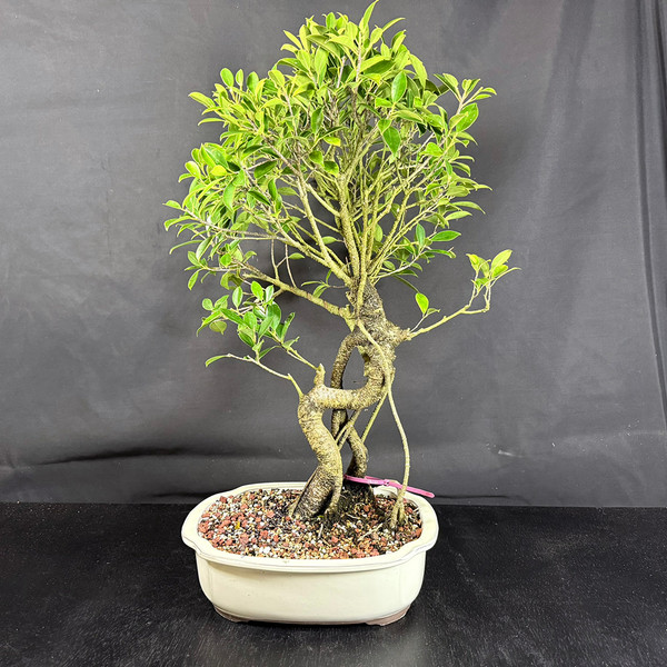 Large Tiger Bark Ficus Bonsai – Old & Gnarly Ready to Style (No. 19132)