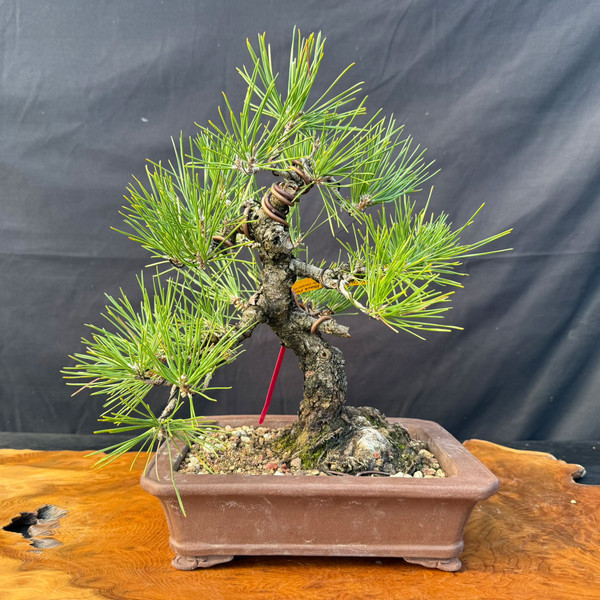 Buy Quality Bonsai Trees - Indoor Bonsai Plants for Sale - Page 4