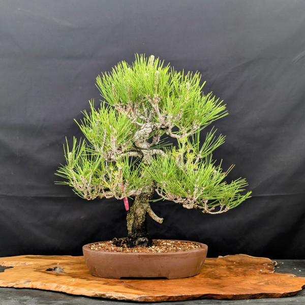 35 Year Old Pot Grown Japanese Black Pine in an Unglazed Pot (No. 15359)