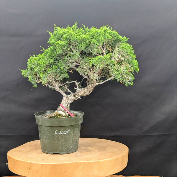 Old and RARE "Mas ishii" Kishu Shimpaku Juniper in a Grow Pot (No. 14085)