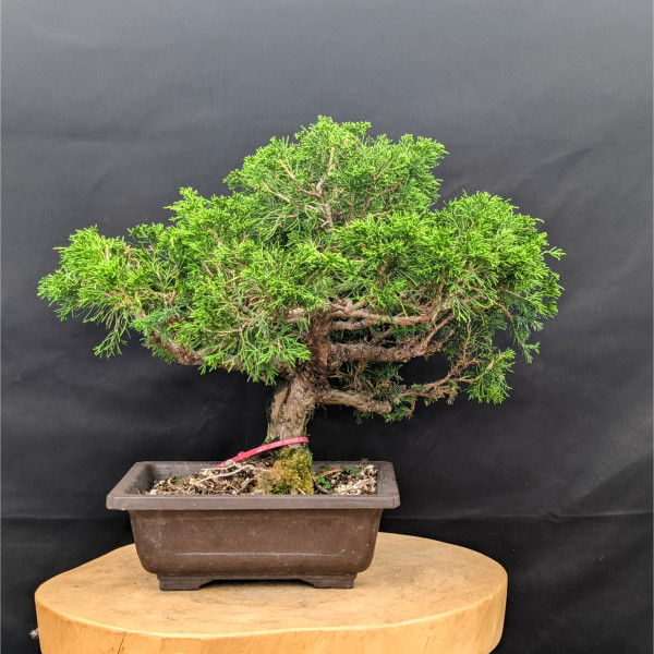 Pot Grown Itoigawa Shimpaku Juniper In Training Pot (No. 22622)