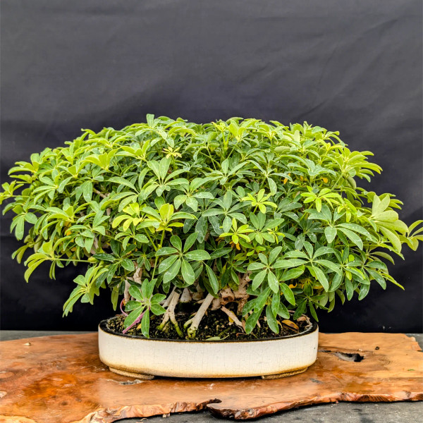 Mature Jungle Style Hawaiian Umbrella in a Yixing Ceramic Pot (No. 11100)