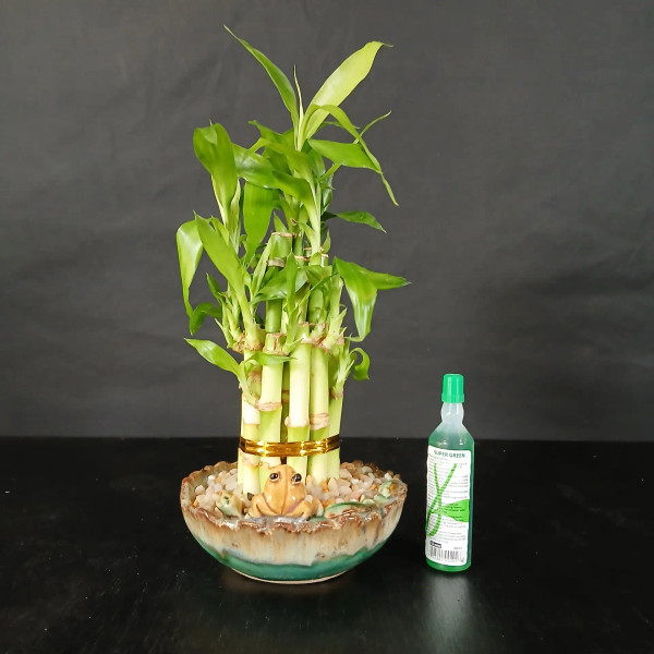 2 Tier Birthday Cake Lucky Bamboo with Frog Pot (BA-4)