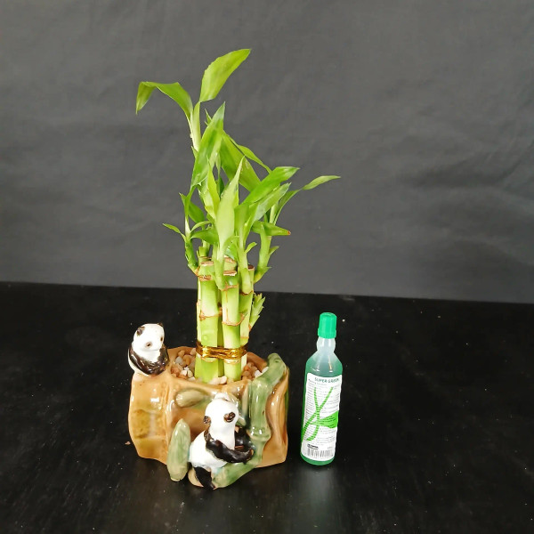 2 Tier Birthday Cake Lucky Bamboo with Panda Bears Pot (BA-10)