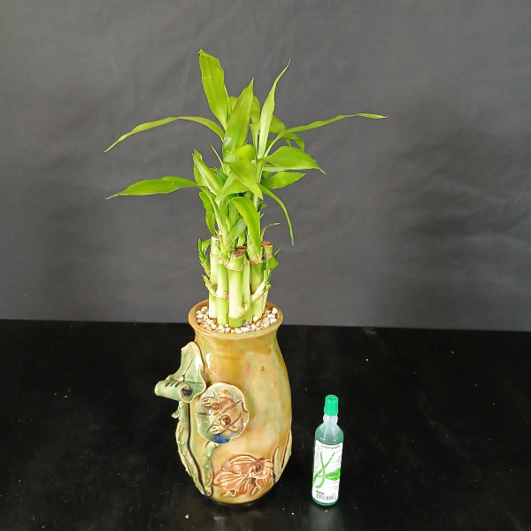 Lucky Bamboo with Flower Vase - 10 Stalks (BA-11)