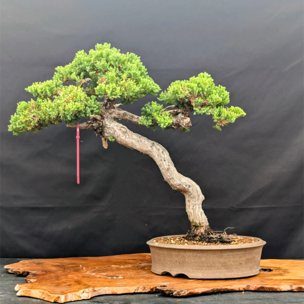 15+ Year Old Japanese Garden Juniper from Gerald Rainville (No. 15426)