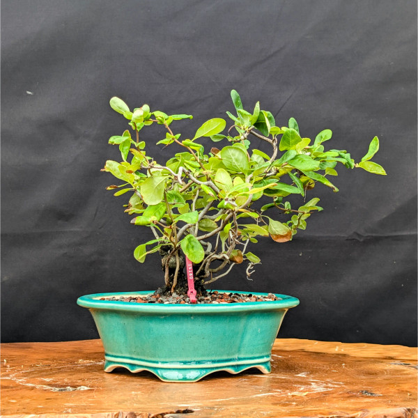 Contorted Quince 'Salmon Pink Flower' In a Glazed Yixing Pot (No. 14180)