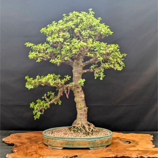 Exclusive Dwarf Jade Collection #12 in a Jack Hoover Ceramic Pot
