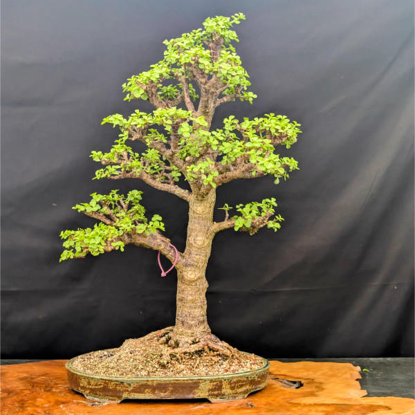 Exclusive Dwarf Jade Collection #18 in a Jack Hoover Ceramic Pot