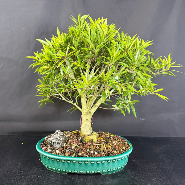 Mature Willow Leaf Fig in a Glazed Yixing Ceramic Pot. (No. 19655)