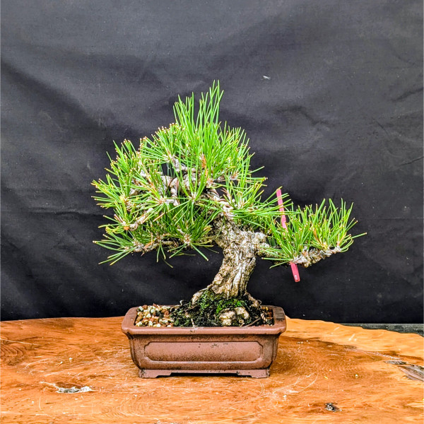 35 Year Old Pot Grown Japanese Black Pine in an Unglazed Pot (No. 15355)