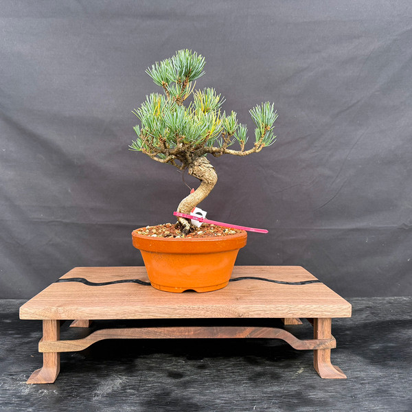 Imported Japanese White Pine (Five Needle Pine) in Tokoname Grow Pot No. 22365