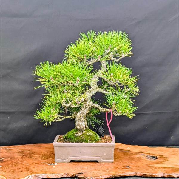 35 Year Old Pot Grown Japanese Black Pine in an Unglazed Pot (No. 15756)