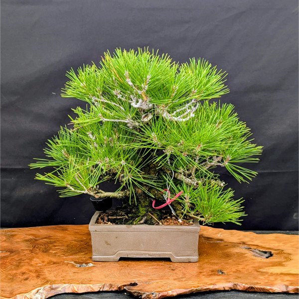 35 Year Old Pot Grown Japanese Black Pine in an Unglazed Pot (No. 15349)