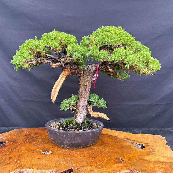 Japanese Garden Juniper – A 35+ Year-Old Masterpiece from Gerald Rainville No. 22405
