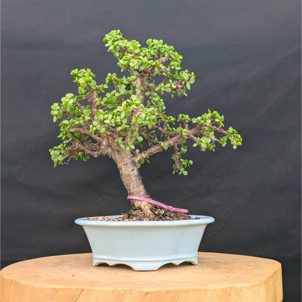 Variegated Dwarf Jade 'Portulacaria afra' in an Yixing Ceramic Pot (No. 19740)