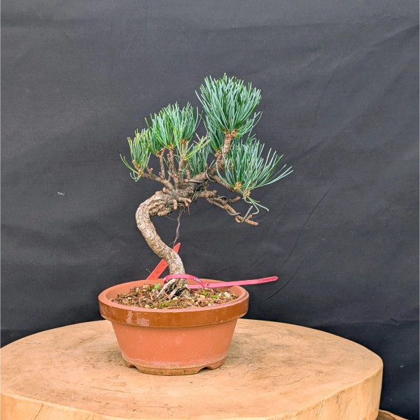 盆栽 Jsan 盆栽 Jsan Japanese Bonsai Pot by YOZAN – 10 3/4″ x 7 3/4″ –