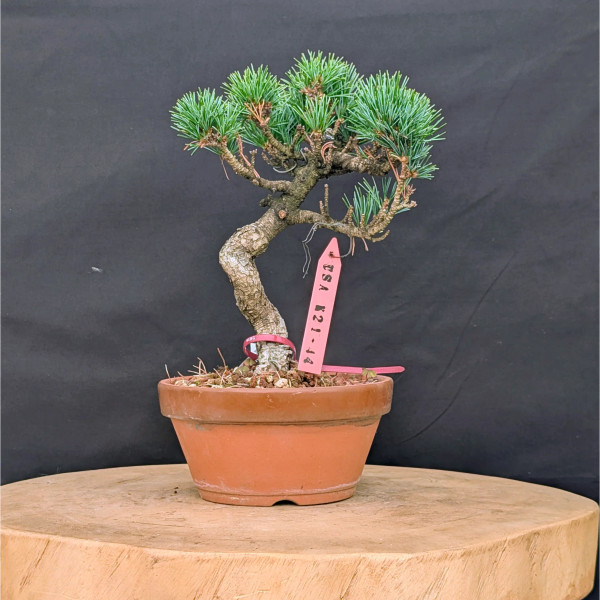 Japanese Five Needle Pine Bonsai – Imported from Japan in Tokoname Grow Pot (No. 22048)