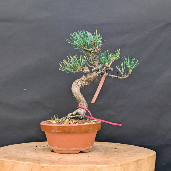 Japanese Five Needle Pine Bonsai – Imported from Japan in Tokoname Grow Pot (No. 22003)