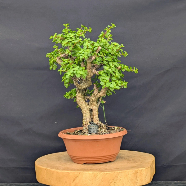 Cork Bark Jade 'Portulacara afra' in a Grow Pot (No. 22900)