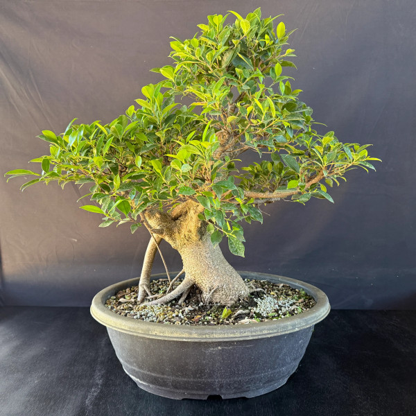 Old Imported Tiger Bark Ficus in a Grow Pot (No. 19205)