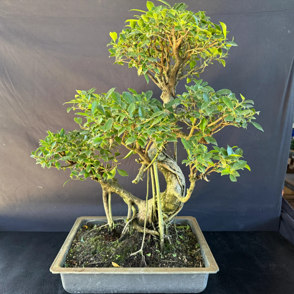 Old Imported Tiger Bark Ficus in a Grow Pot (No. 19143)
