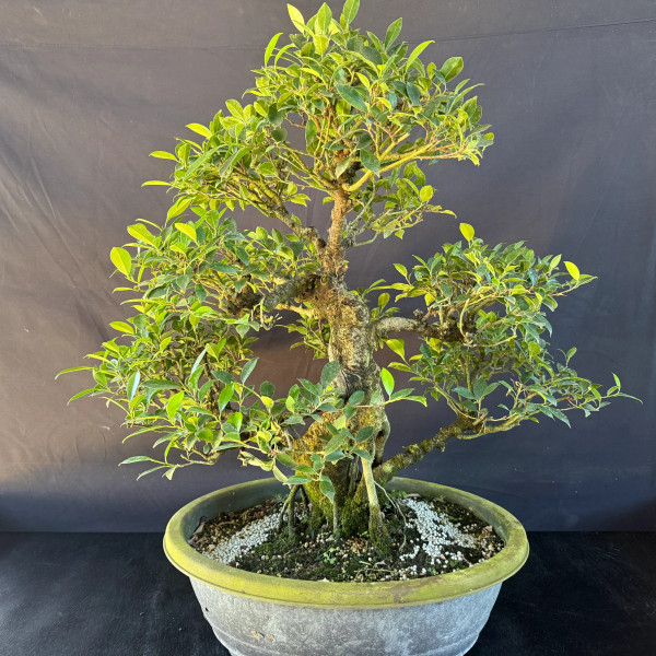 Old Imported Tiger Bark Ficus in a Grow Pot (No. 19159)