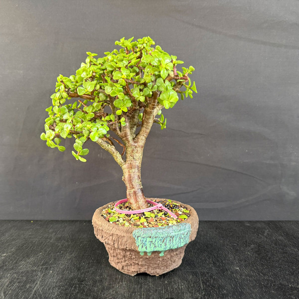 Dwarf Jade Bonsai – Compact Canopy with Soft Movement (No. 19667)