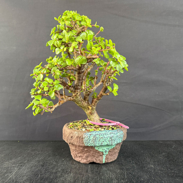 Dwarf Jade Bonsai “Twin Lift” – Strong Forked Trunk & Tight Green Canopy