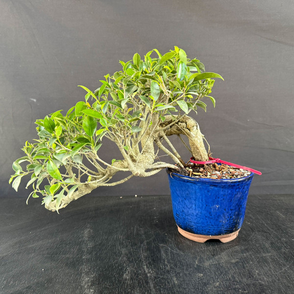 Tiger Bark Ficus Cascade Bonsai – Compact Natural Flow with Mature Bark