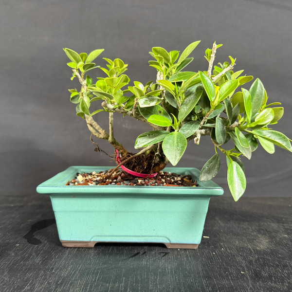 Green Island Ficus Bonsai – Clump Style Base, Early Flush, and Strong Future Canopy