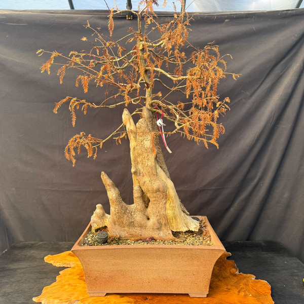 Jack Hoover Bald Cypress Bonsai “Knee” – Guy Guidry Graft in a One-of-a-Kind Handmade Hoover Pot