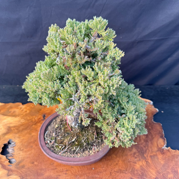 35-Year-Old Japanese Garden Juniper Bonsai (Procumbens Nana) with Massive Trunk & Classic “Karate Kid” tree