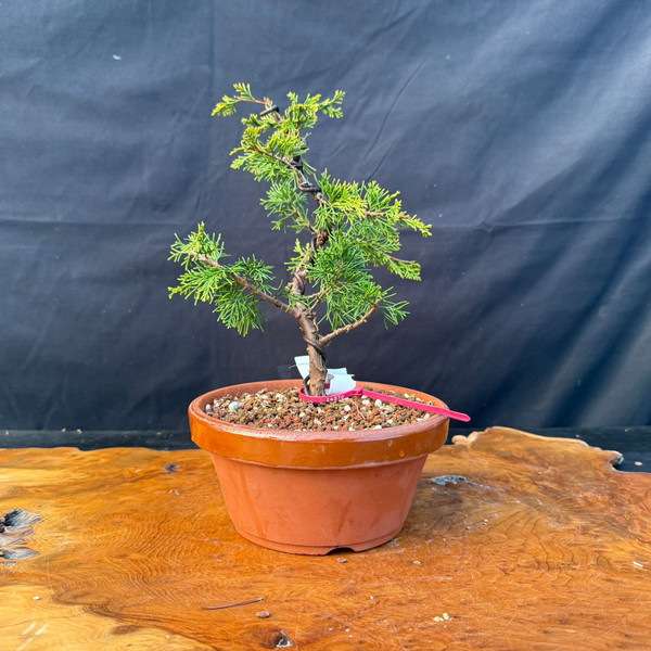 Itoigawa Shimpaku Juniper Pre-Bonsai by Mark Comstock in Tokoname Grow Pot (Styled)