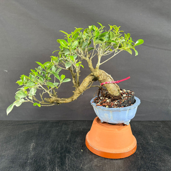 Imported Cascade Tiger Bark Ficus Bonsai – Classic Silhouette in a Glazed Yixing Pot
