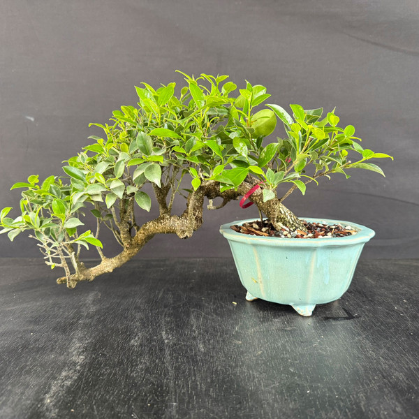 Imported Cascade Tiger Bark Ficus Bonsai – Low Profile “Shelf Cascade” in a Glazed Yixing Pot