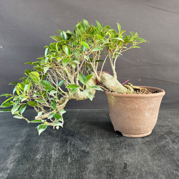 Imported Cascade Tiger Bark Ficus Bonsai – Compact Canopy in an Unglazed Japanese Pot