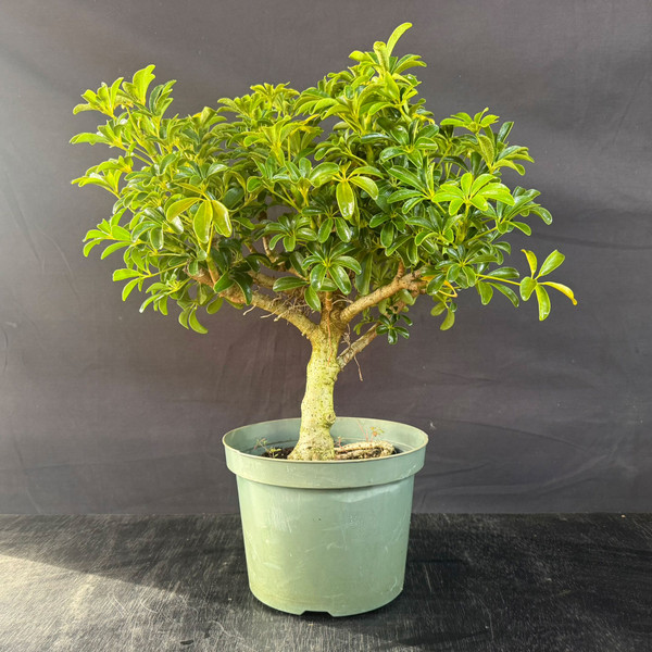 Dwarf Leaf Hawaiian Umbrella Bonsai (Schefflera) – Thick-Trunk Pre-Bonsai (Limited Batch)