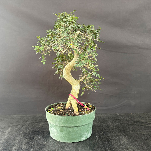 An imported Chinese Elm pre-bonsai tree is showcased against a neutral dark grey background. The focal point is its thick, light-colored trunk, which follows a graceful and elegant S-curve as it rises from the soil. A small red plastic identification tag is looped around the base of the trunk near its visible, thickened roots. The tree is currently growing in a utilitarian green plastic nursery pot. Its upper portion features numerous small, vibrant green serrated leaves that form an initial, rounded canopy supported by well-placed starter branching. This specimen represents a work-in-progress for bonsai cultivation, offering enthusiasts a strong foundation with an established trunk line and early branch development for future styling and refinement.