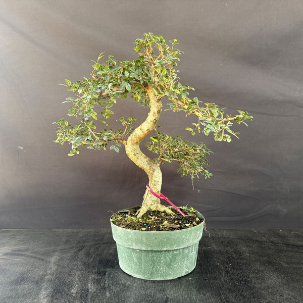 Imported Chinese Elm Pre-Bonsai – Tall S-Curve With Open Pad Structure (Training Pot, Limited Window)