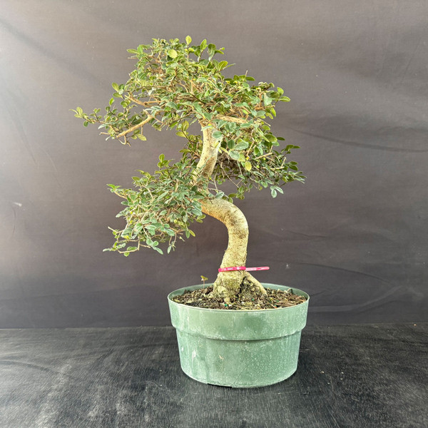 Bonsai Outlet: Weekly PoP Up Bonsai Tree Sales