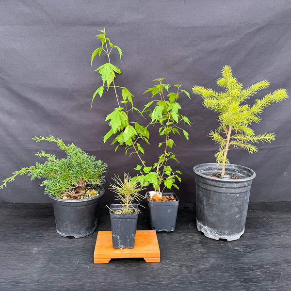 4-piece pre-bonsai kit with Kishu Shimpaku, Twice-Cut Mark Comstock Japanese Black Pine, Amur Maple cutting, and Colorado Blue Spruce in nursery pots