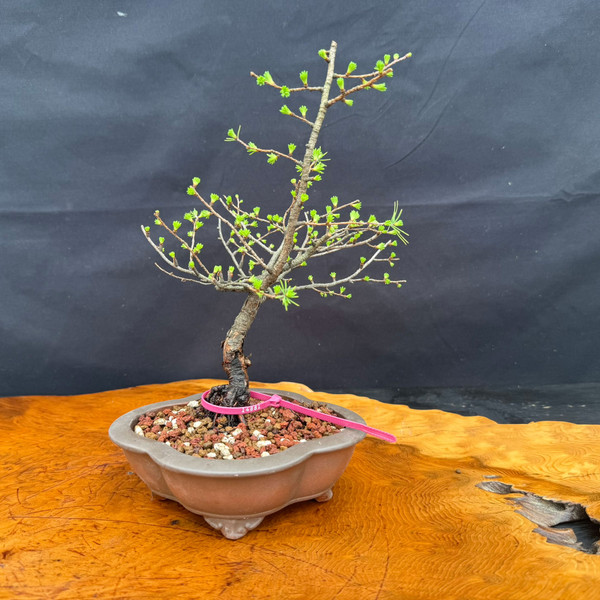 American Collected Larch bonsai with slanting trunk, compact canopy, and Yixing bonsai pot, front view