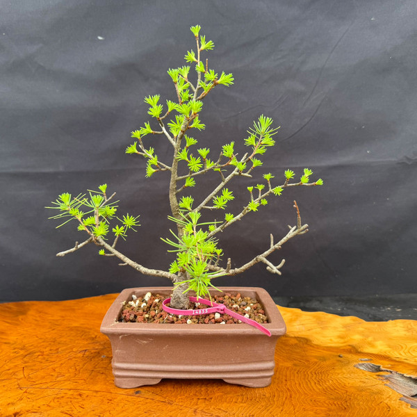 American Collected Larch bonsai with compact movement, fresh spring growth, and ceramic bonsai pot, front view
