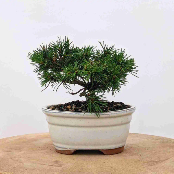 Mugo Pine Bonsai Tree