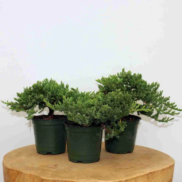 Small Windswept Juniper Pre-Bonsai 3-Pack