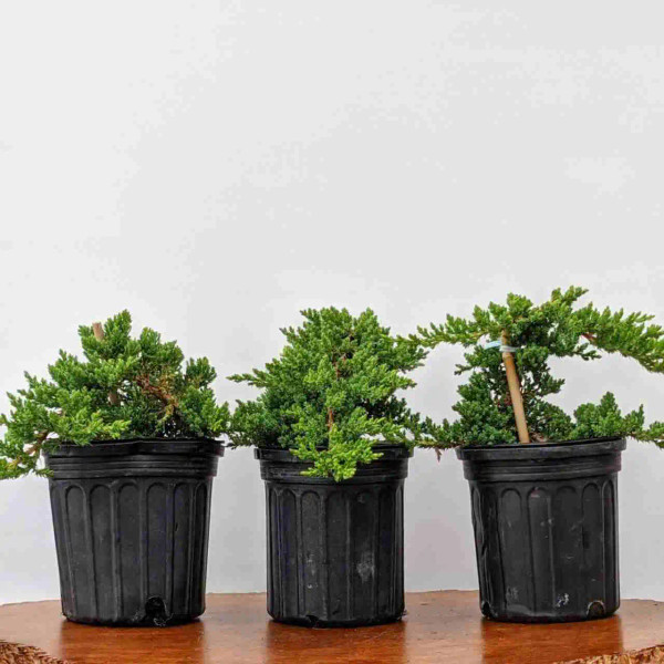 Large Staked Juniper Pre-Bonsai Three Pack Large Staked Juniper Pre-Bonsai Three Pack